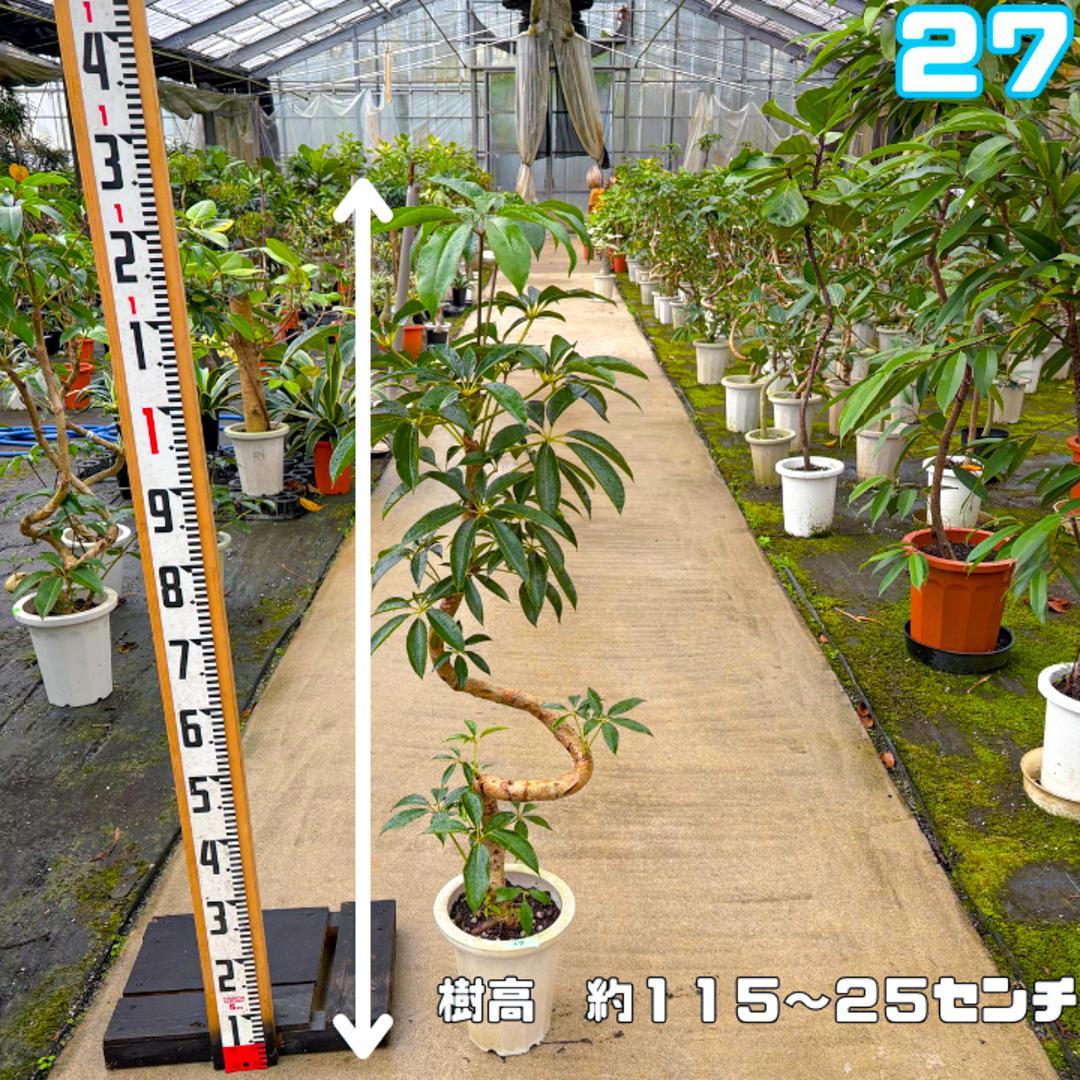 ♠ ツピダンサス２７