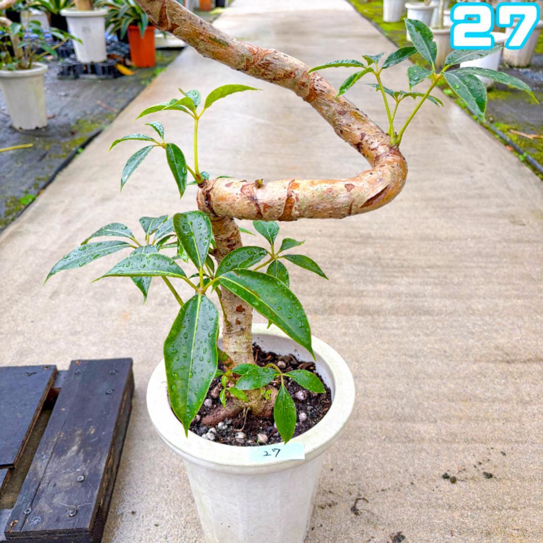 約１２５センチ|螺旋曲げ仕立て|路地栽培|幹太