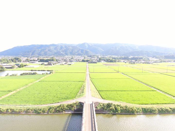 とても 令和3年産 ハツシモ 在来種 精米 20キロ Z74QJ-m55155720859 ったのと