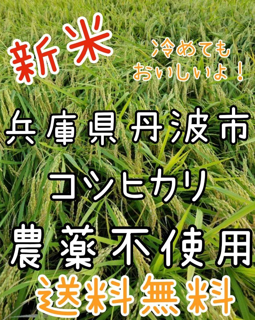 令和6年　兵庫県丹波産 農薬、除草剤不使用　新米コシヒカリ20キロ