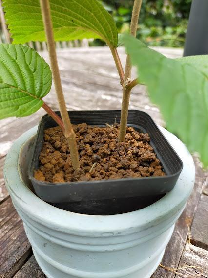 オオデマリ 挿し木苗 発根済 No 2 メルカリ オオデマリ 挿し木苗 発根済 No 2 メルカリ