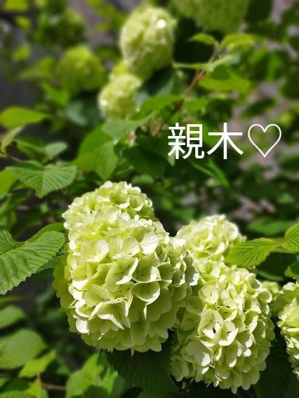 オオデマリ 挿し木苗 発根済 No 2 メルカリ オオデマリ 挿し木苗 発根済 No 2 メルカリ