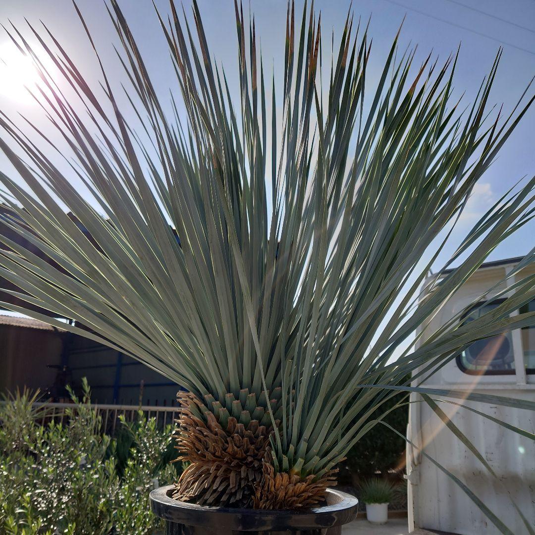 ユッカ ロストラータ 《H=約1.0m・10号》306