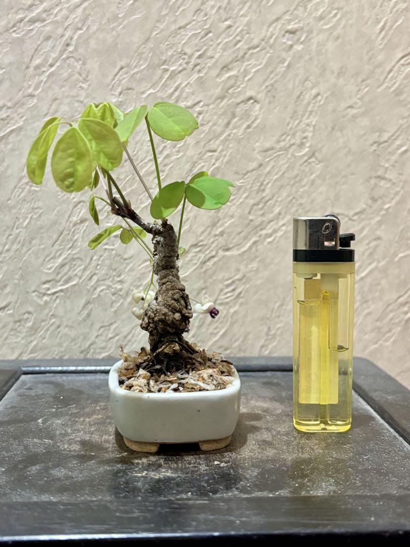 樹高6.5㎝　五葉アケビ　ミニ　小品　盆栽　真柏　黒松　赤松　桜　紅葉