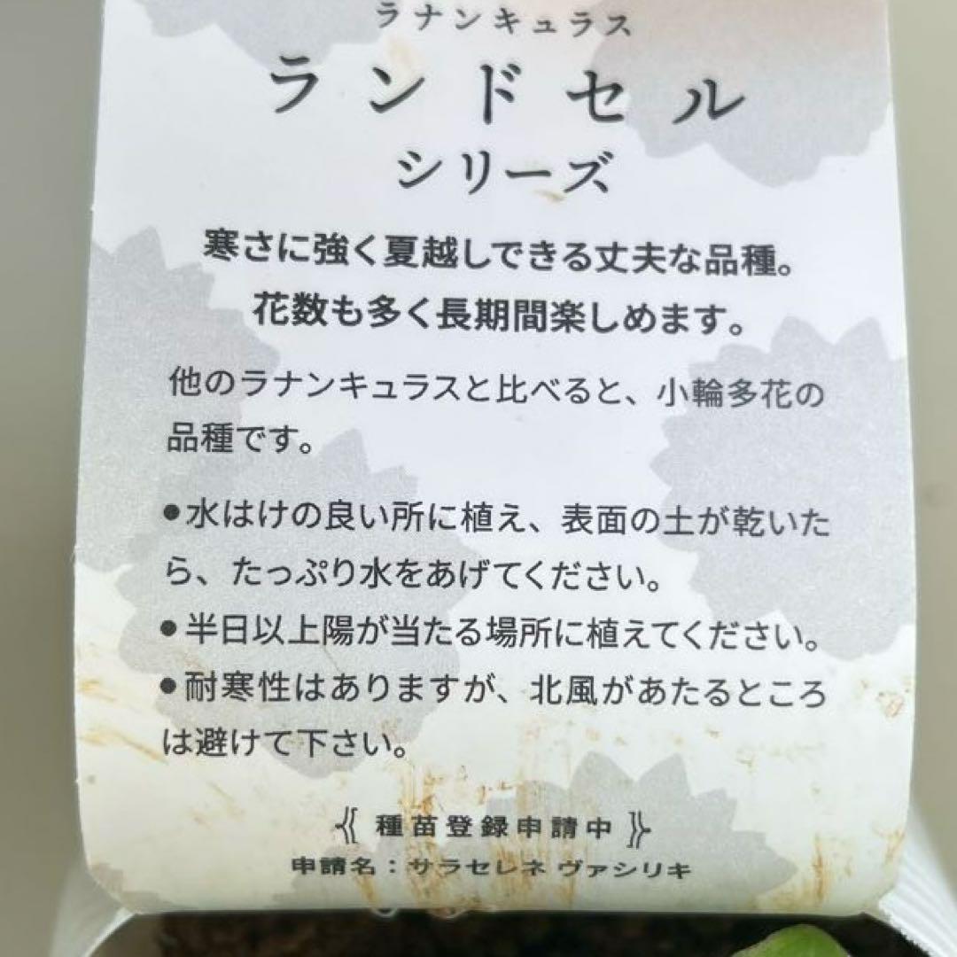 ソルトムーン あずき