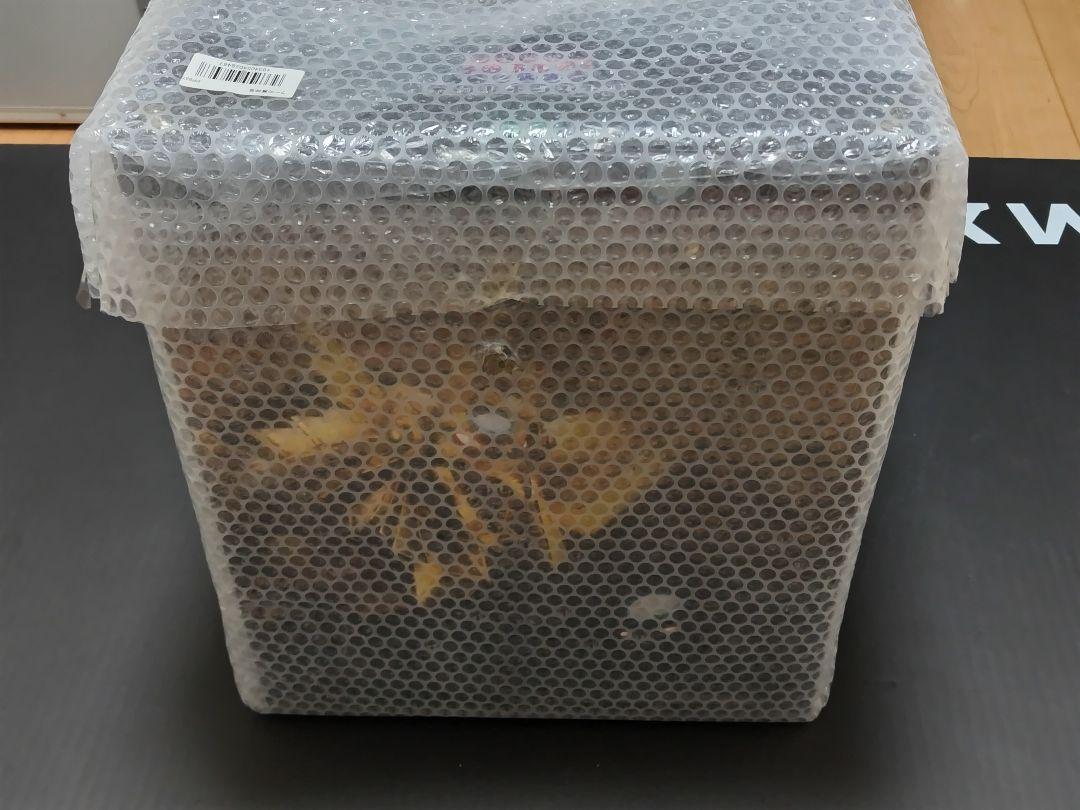 soul.m4649　遊戯王　ラーの翼神竜　専用台座次未開封フィギュア