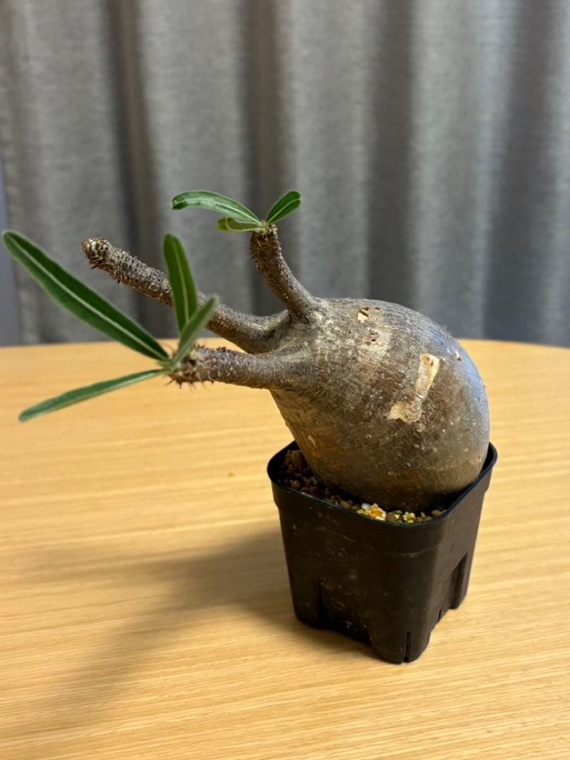 グラキリス 鉢付き目立った傷や汚れなし