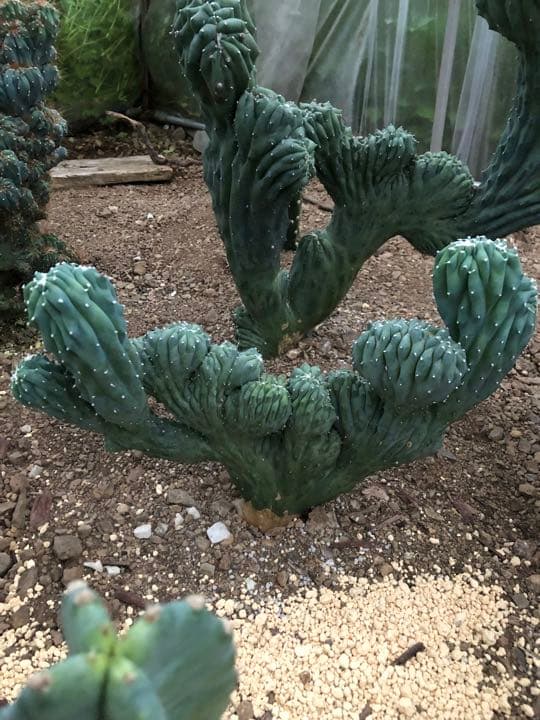 35 割引ディズニープリンセスのベビーグッズも大集合 竜神木 綴化 植物 観葉植物 インテリア小物 Www Stsconsulting Com Br 35 割引ディズニープリンセスのベビーグッズも大集合 竜神木 綴化 植物 観葉植物 インテリア小物 Www Stsconsulting Com Br