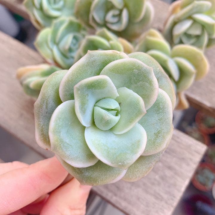 ラブリーローズ 可愛い 多肉植物 メルカリ