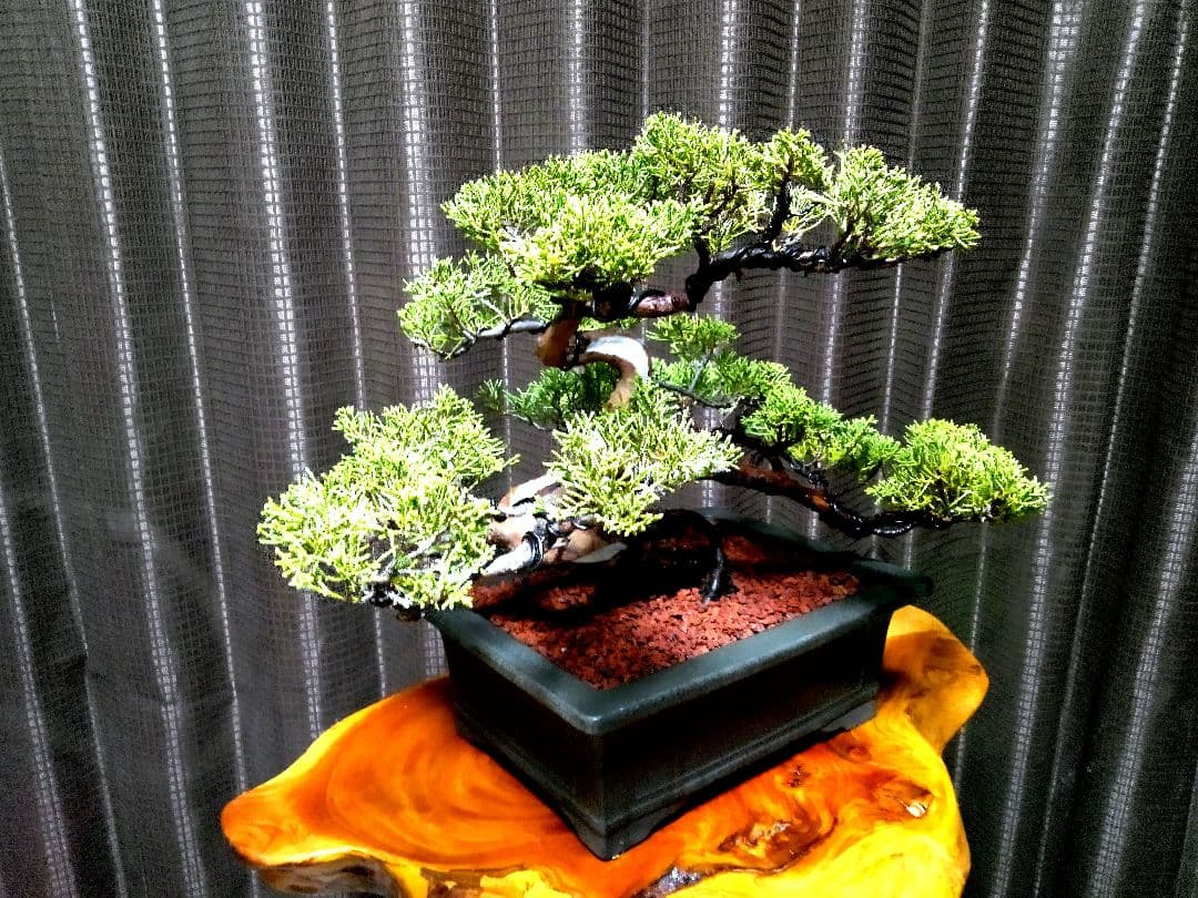 模様木 真柏盆栽