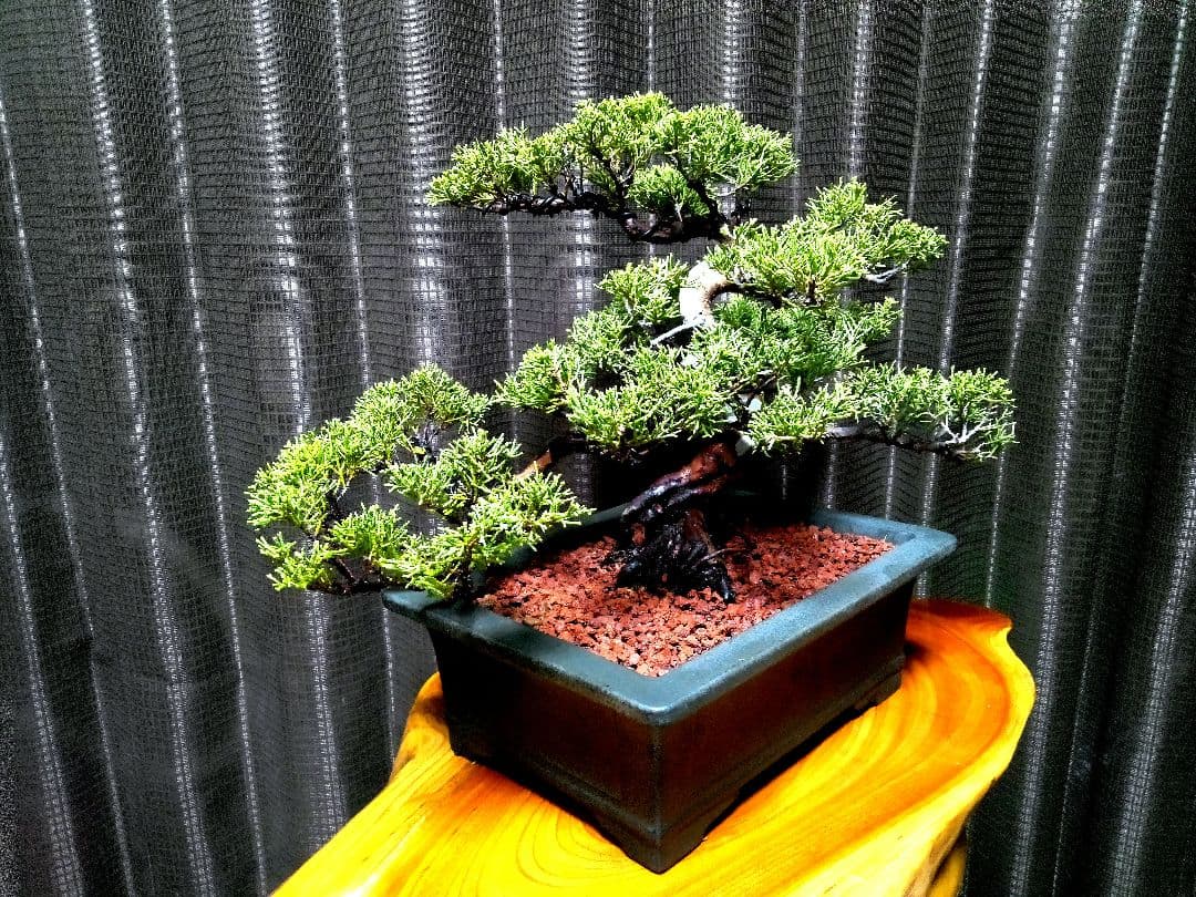 模様木 真柏盆栽