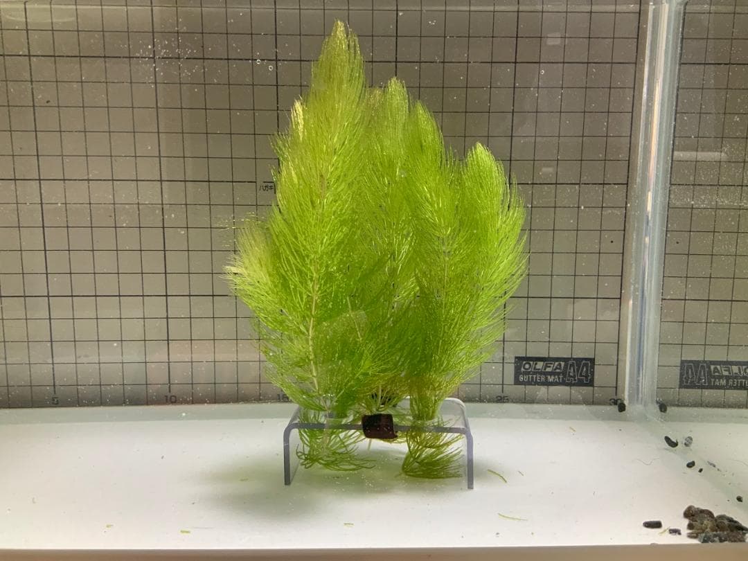 マツモ4本 自作水草土台1個 メルカリ マツモ4本 自作水草土台1個 メルカリ