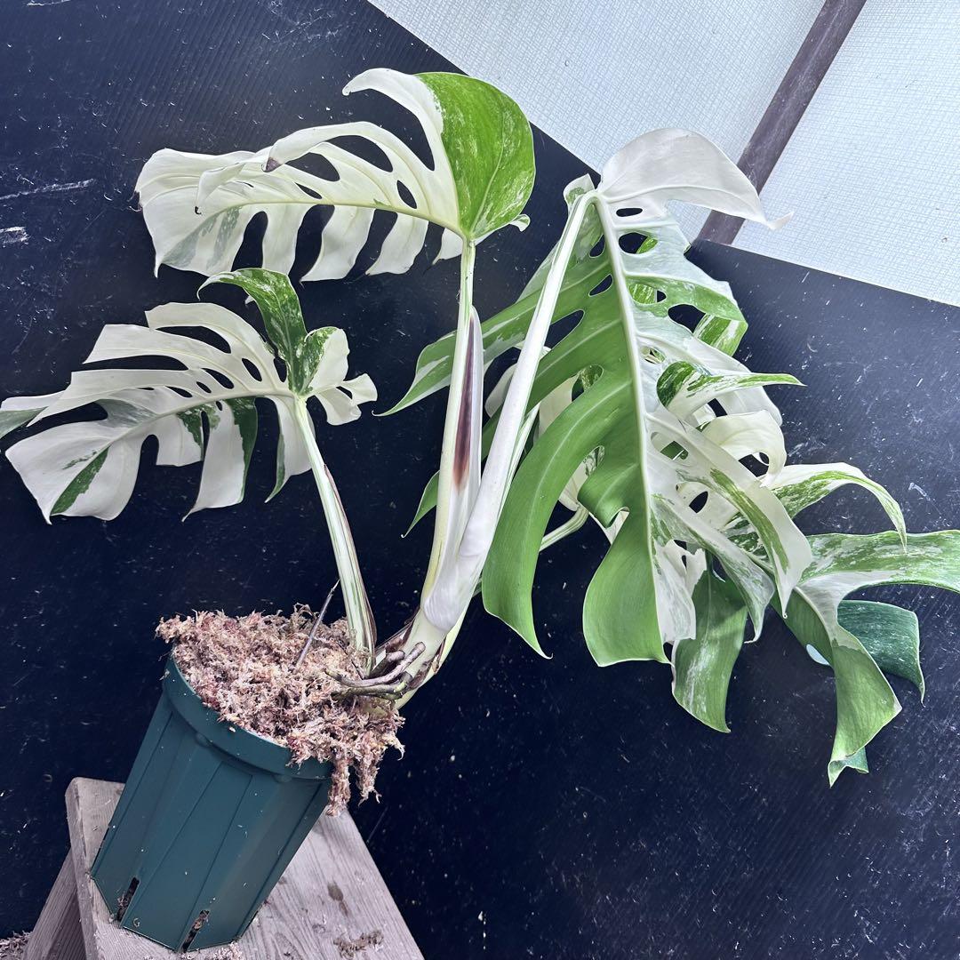 極美斑入り モンステラ ホワイトタイガー 大株 61cm 希少 人気 観葉植物