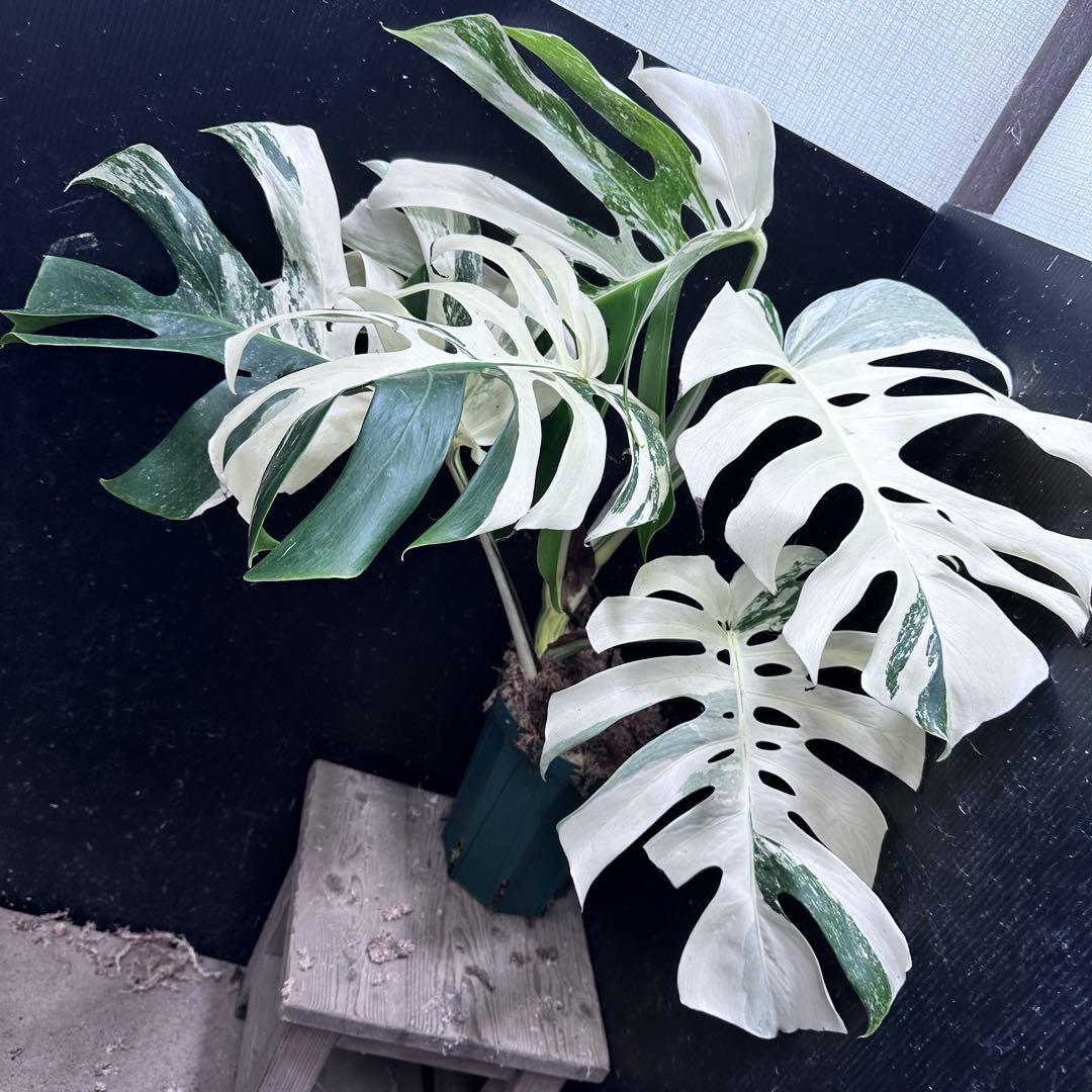極美斑入り モンステラ ホワイトタイガー 大株 61cm 希少 人気 観葉植物