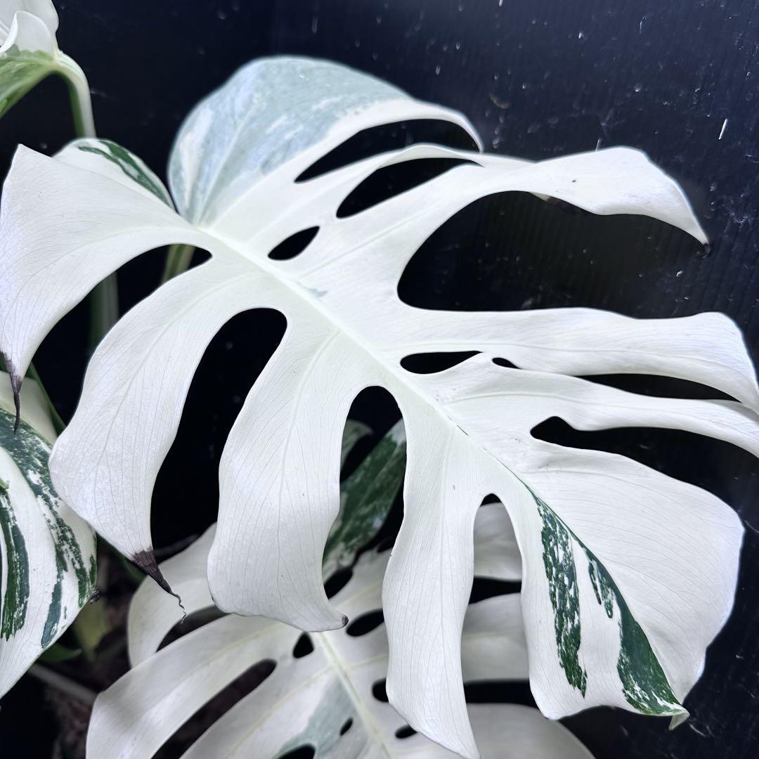 極美斑入り モンステラ ホワイトタイガー 大株 61cm 希少 人気 観葉植物