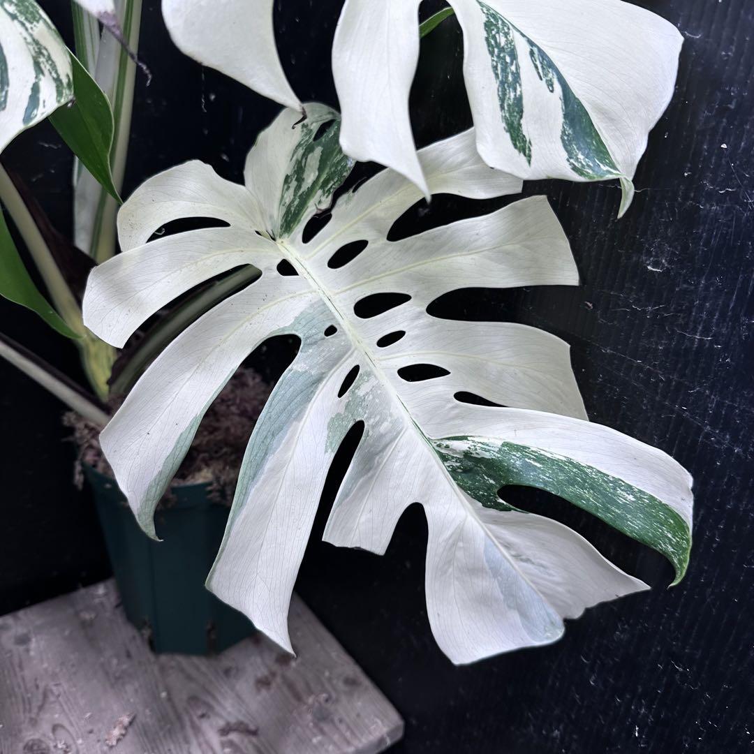 極美斑入り モンステラ ホワイトタイガー 大株 61cm 希少 人気 観葉植物