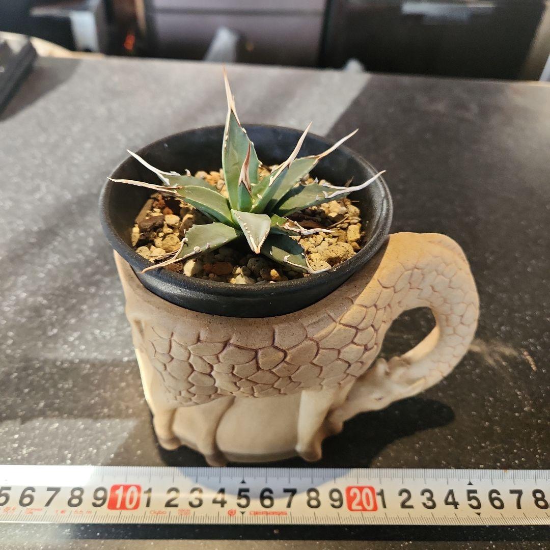 アガベ　ユタエンシス　エボリスピナ　鉢土付 アガベ ユタエンシス エボリスピナ（US株） OS08 – linkplants