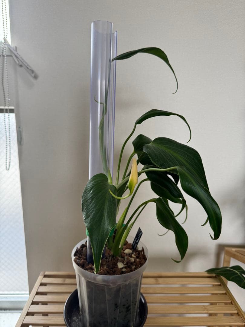 バールマルクスフレーム目立った傷や汚れなし