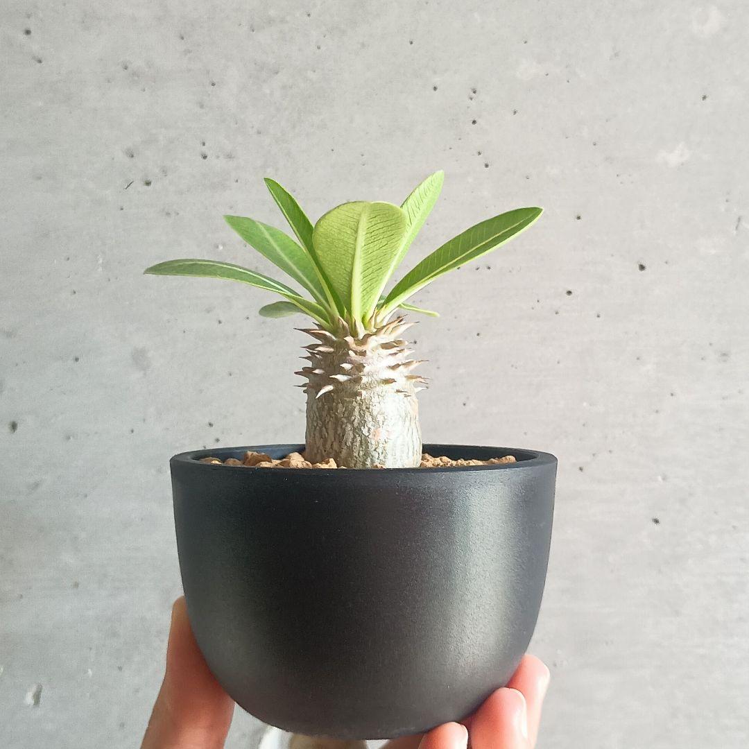 パキポディウム アンボンゲンセ 良型 鉢ごとメルカリ便③