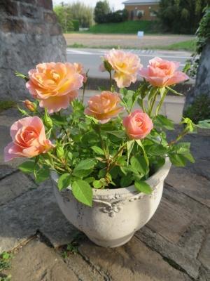 ミニバラ 薔薇 苗 プリズム セット 香りの品種 芳香 複色 正規品