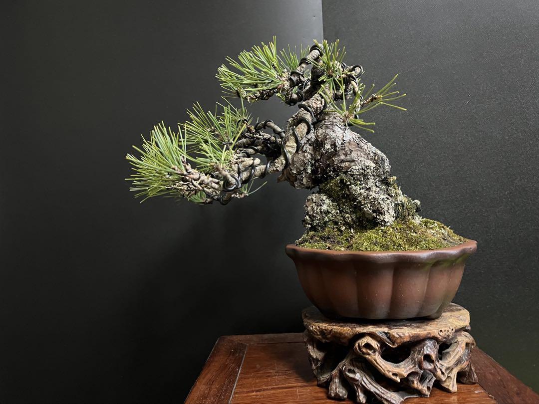 赤松盆栽　極太　古木　捻転幹　小品盆栽　樹高葉先まで17cm (黒松、真柏、皐月