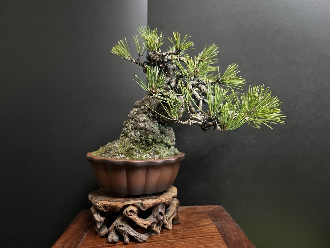 赤松盆栽　極太　古木　捻転幹　小品盆栽　樹高葉先まで17cm (黒松、真柏、皐月