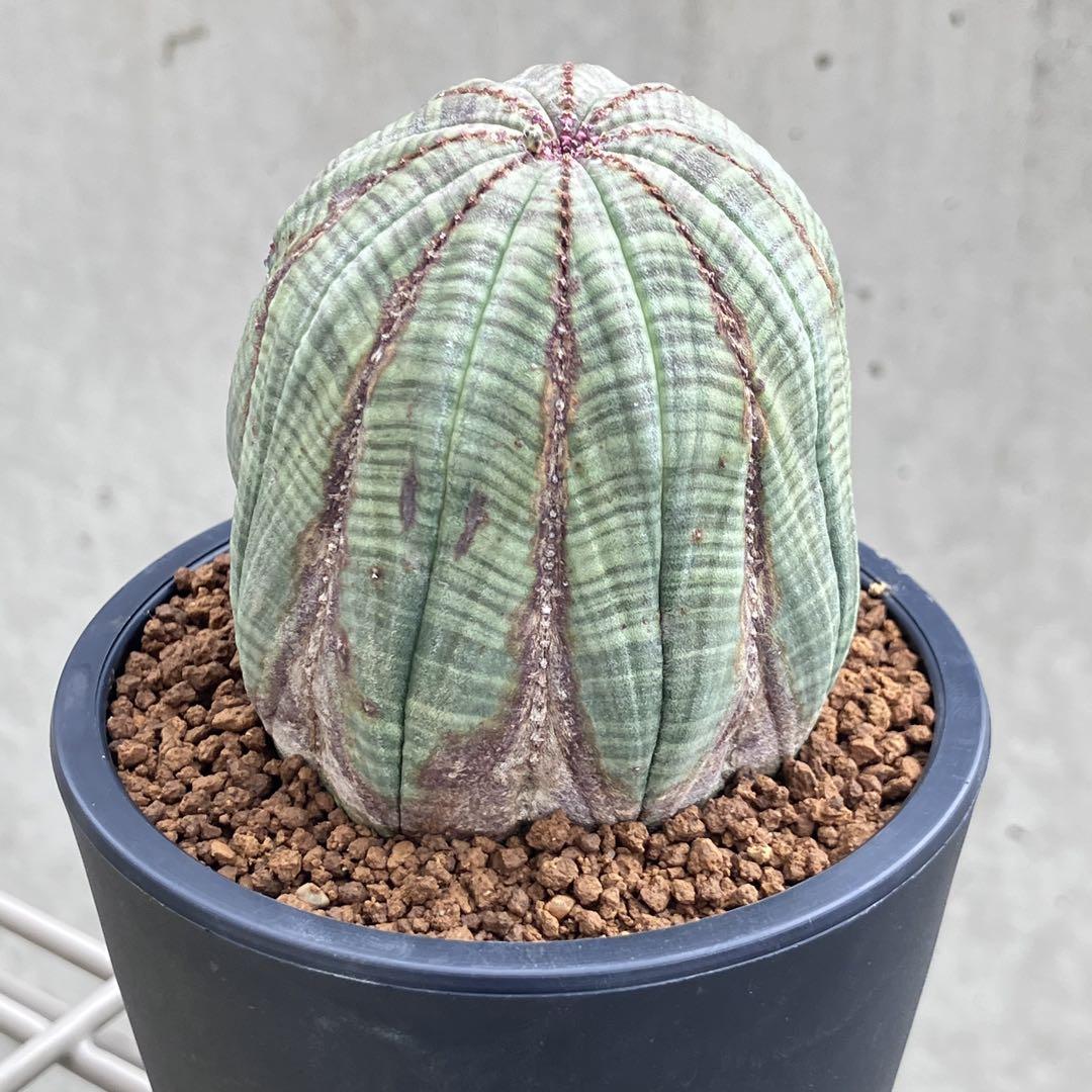 ユーフォルビア オベサ オールド 木質化