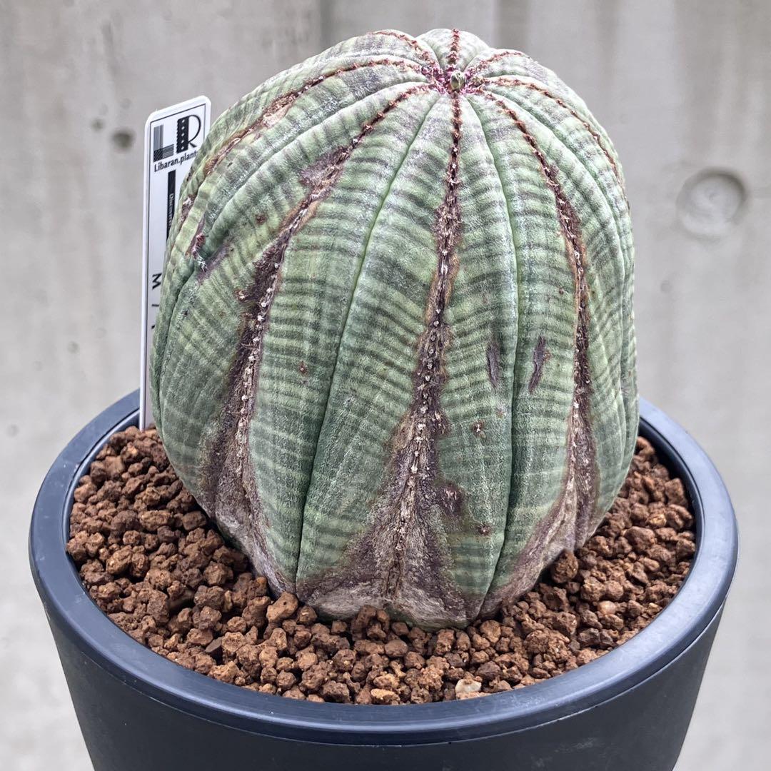 ユーフォルビア オベサ オールド 木質化