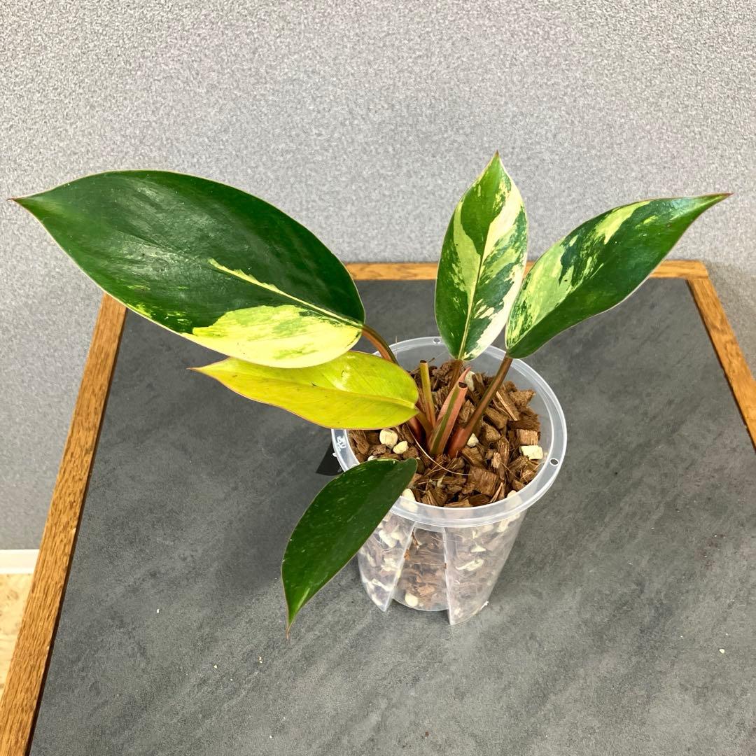 超 フィロデンドロン