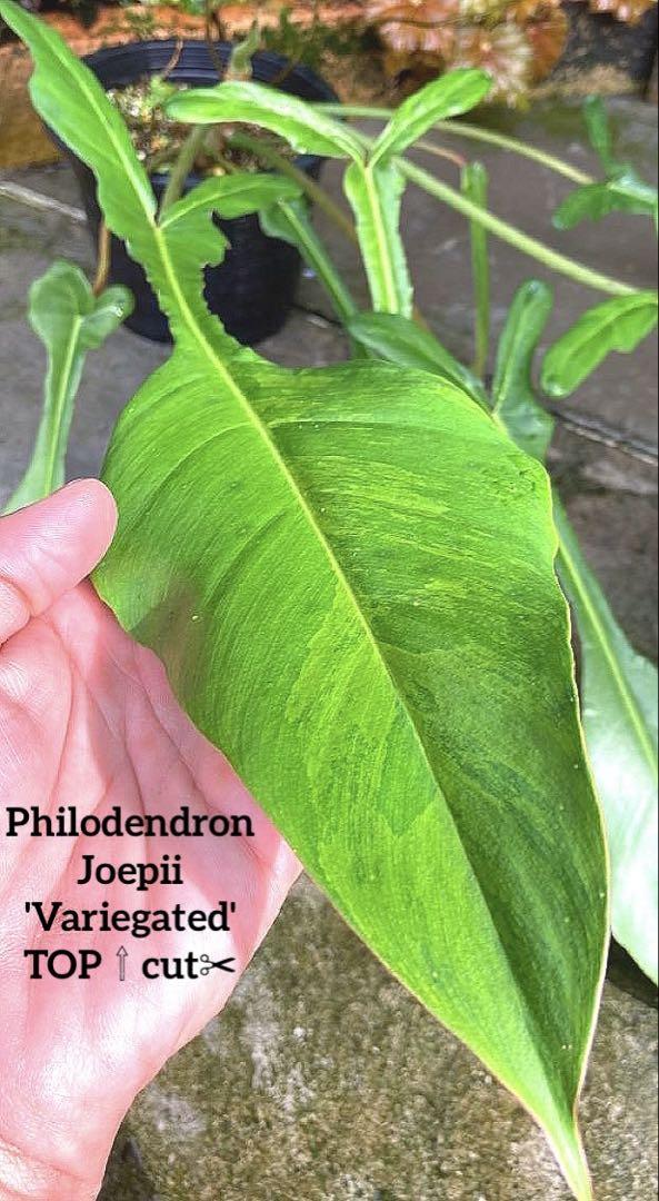 超希少PhilodendronJoepii'Variegated'TOPcut✂︎