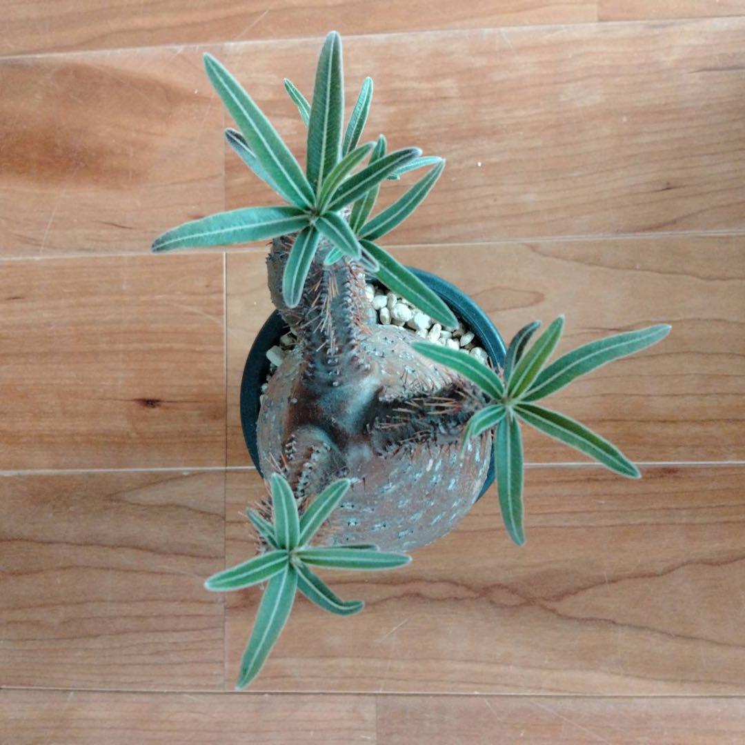 な*ん様 パキポディウムグラキリス　ダブルヘッド Amazon.co.jp: 便パキポディウムグラキリス ダブルヘッド 二頭