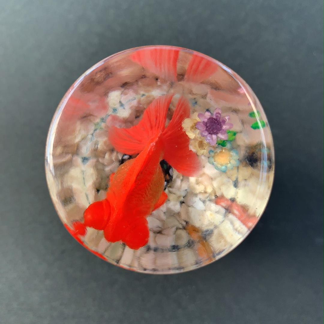 水中花❁︎金魚 12×1.25 シフトノブ 青ラメ 観賞金魚 出目金 水中花❁︎金魚 12×1.25 シフトノブ 青ラメ 観賞金魚 出目金