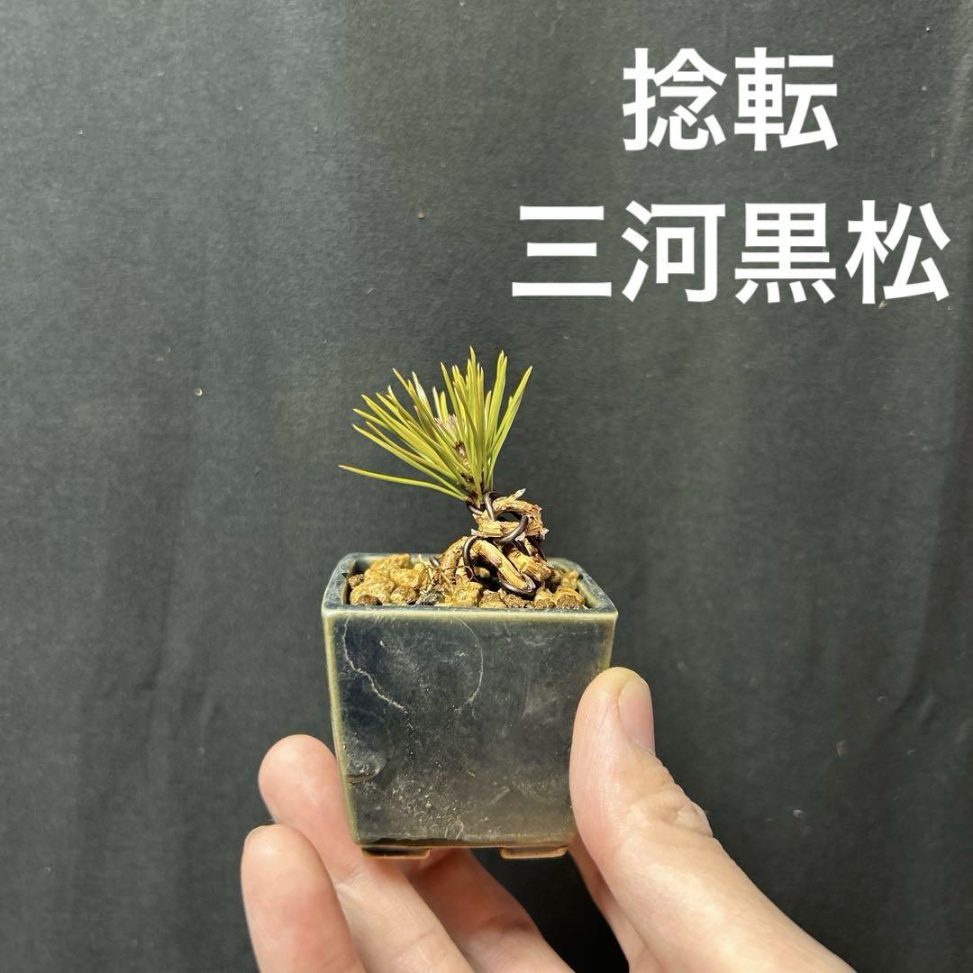 【将来有望】三河黒松　捻転　盆栽