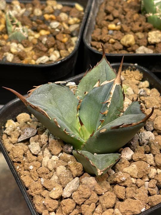 Agave titanota アガベ チタノタ 鳳凰 フェニックス 子株 発根済