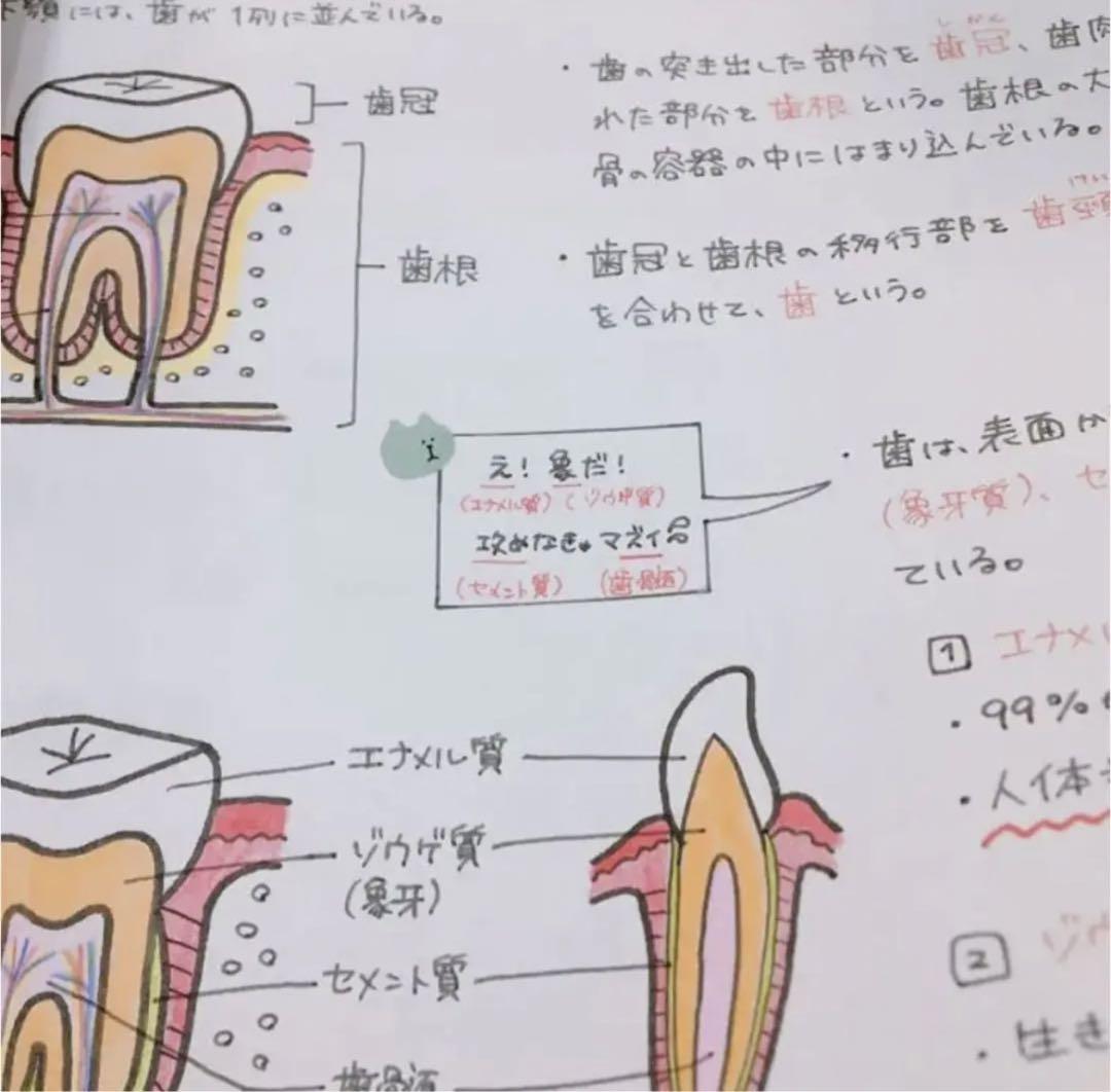 消化器　まとめノート　解剖生理学　看護師国家試験