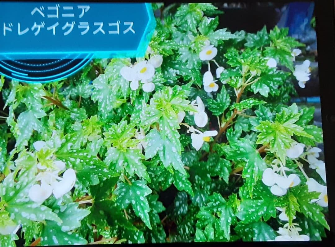 ベゴニア ドレゲイグラスゴス by メルカリ