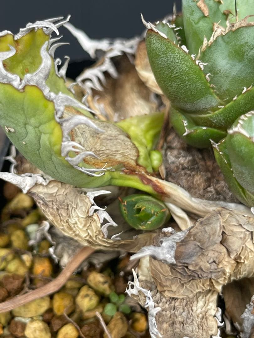 胴切セット売りやや傷や汚れあり