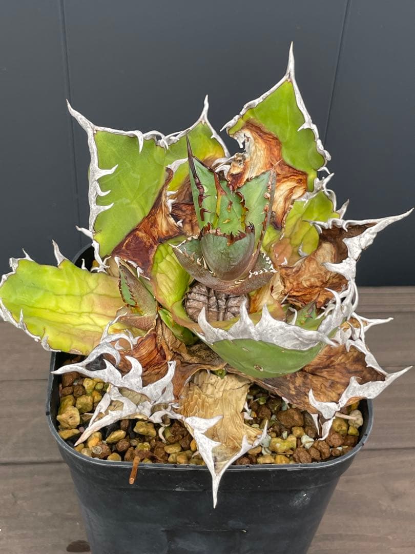 ブラックパンサー