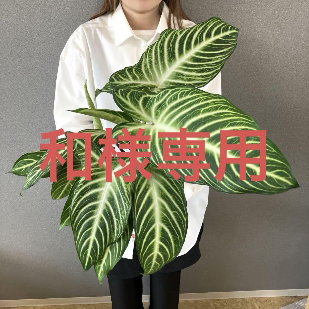 超希少❗️特大❗️アロカシア　キサントソーマ　リンデニー✨
