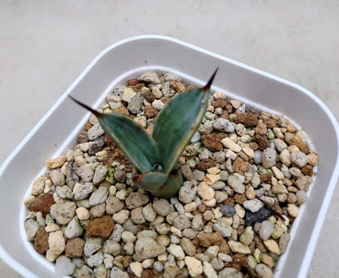 アガベ マクロアカンサ覆輪中縞斑 極上斑入り 中斑錦美種極上株 フラワー・