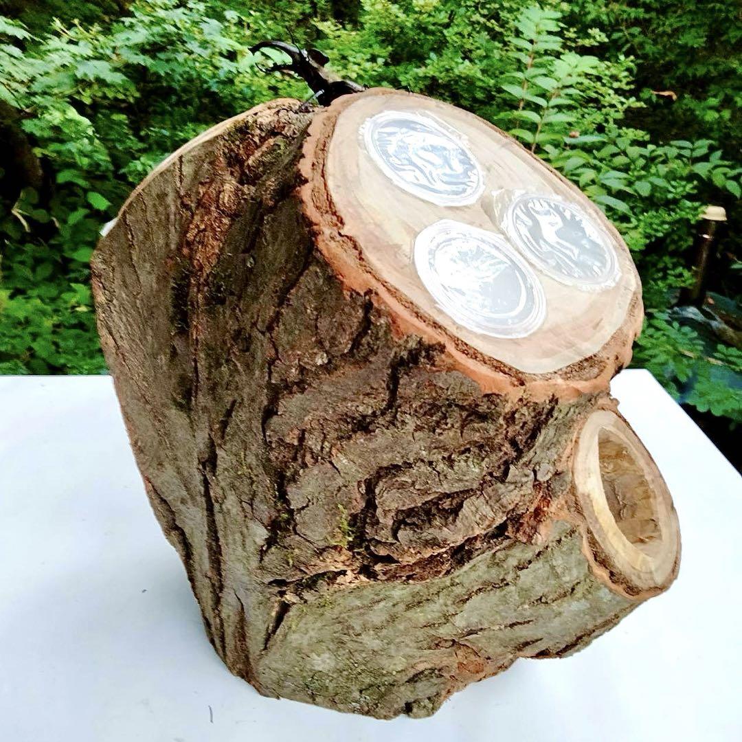 特大　希少三股　隠れ家　クワリウム　樹洞加工　クワガタ　登り木　止まり木　エサ皿