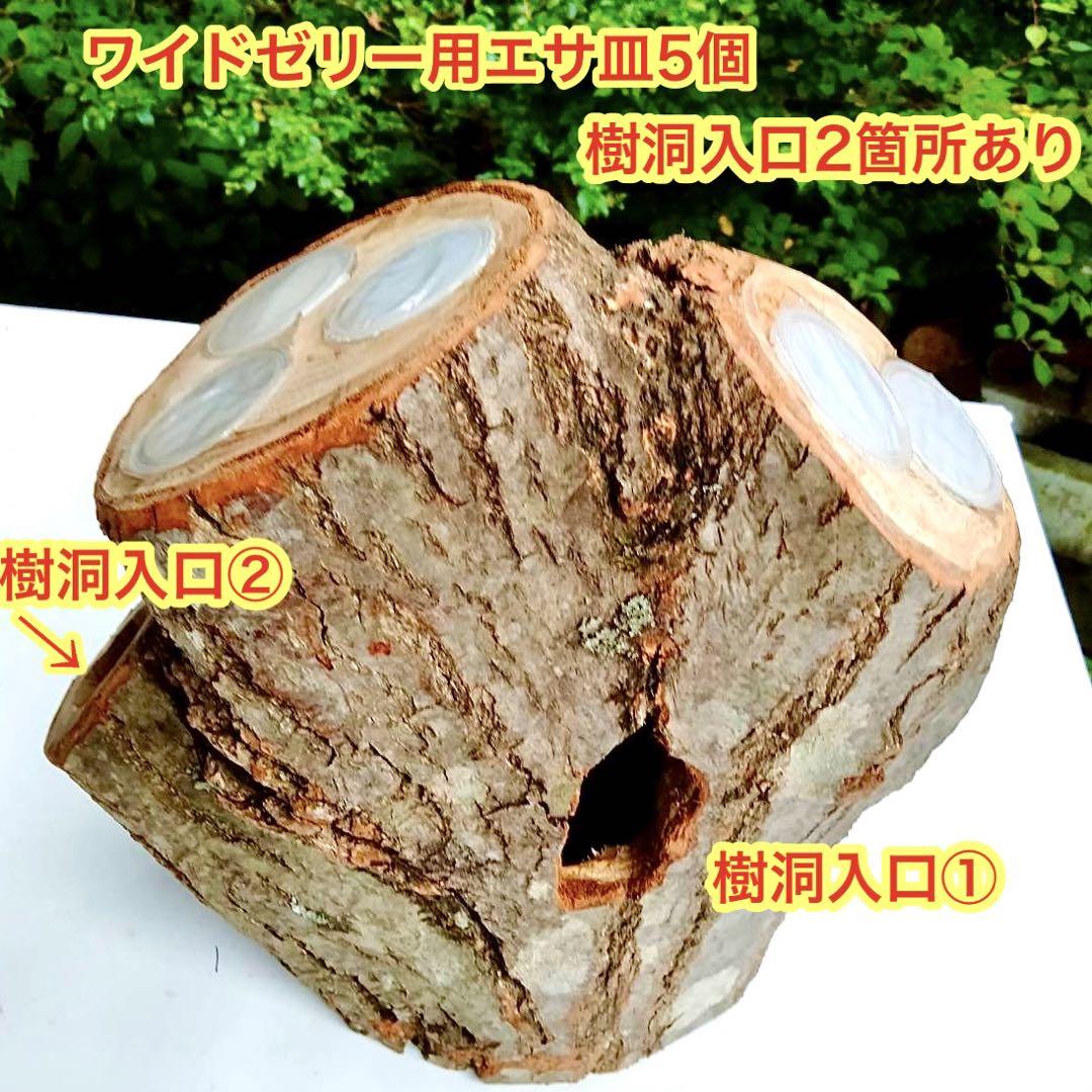 特大　希少三股　隠れ家　クワリウム　樹洞加工　クワガタ　登り木　止まり木　エサ皿