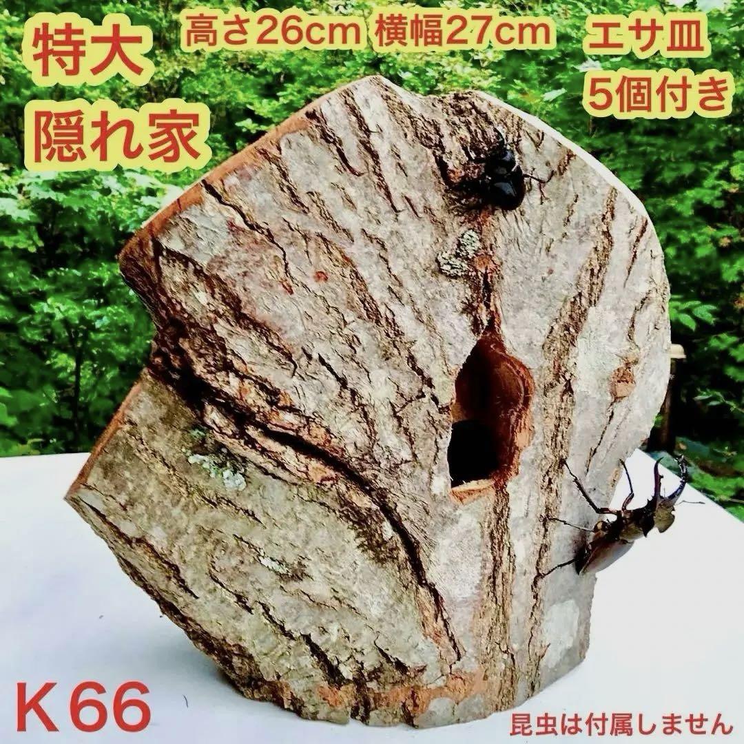 特大　希少三股　隠れ家　クワリウム　樹洞加工　クワガタ　登り木　止まり木　エサ皿