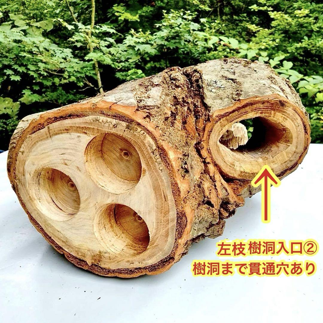 特大　希少三股　隠れ家　クワリウム　樹洞加工　クワガタ　登り木　止まり木　エサ皿