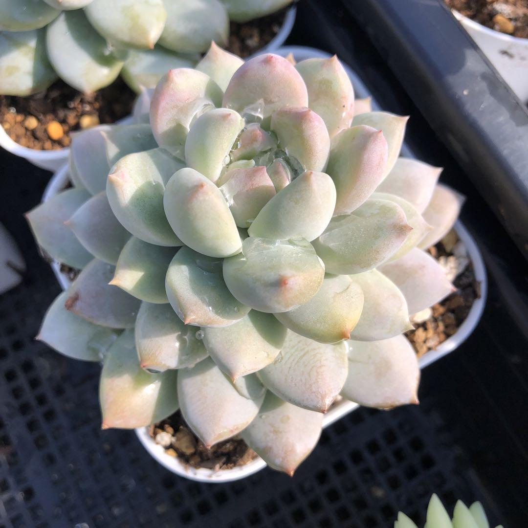 彩之助