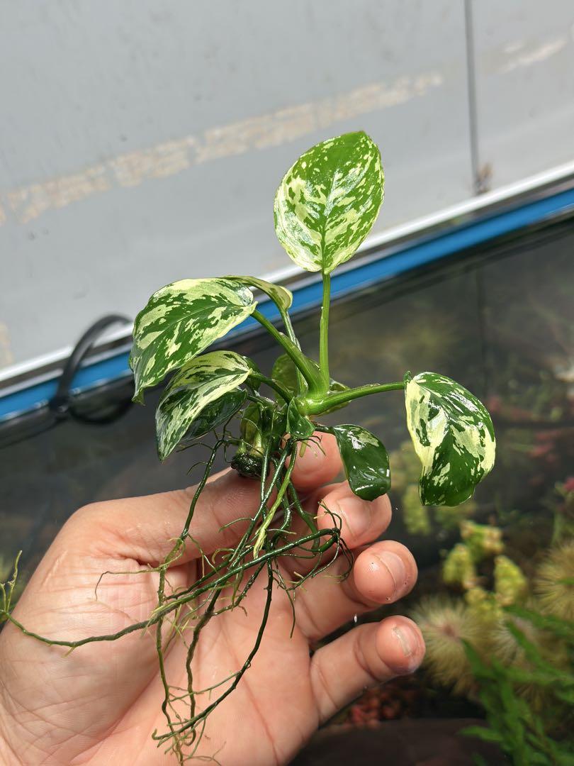 アヌビアスナナ　斑入りキング Anubias Variegated King アヌビアスナナ 斑入りキング Anubias Variegated King - メルカリ