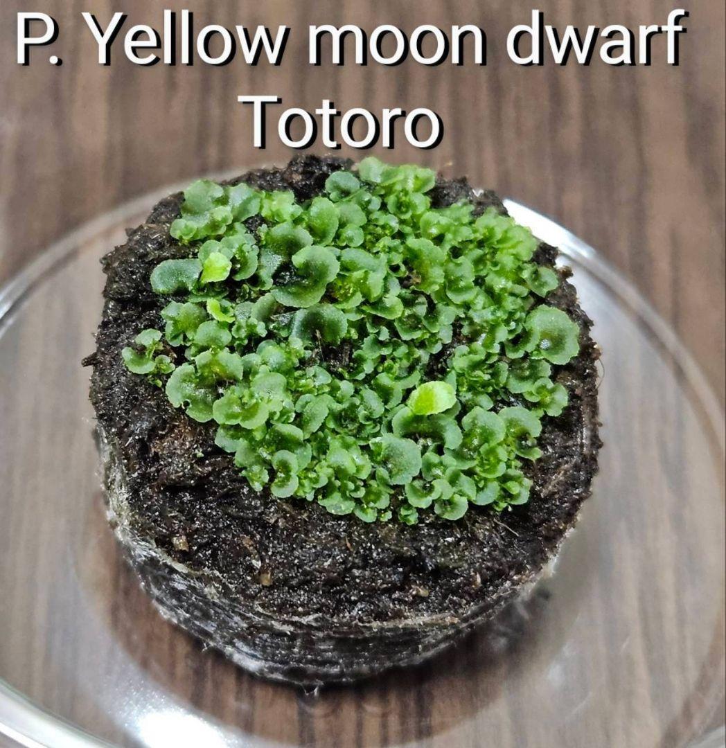 イロイロ様ご確認用　イエロームーンドワーフトトロ