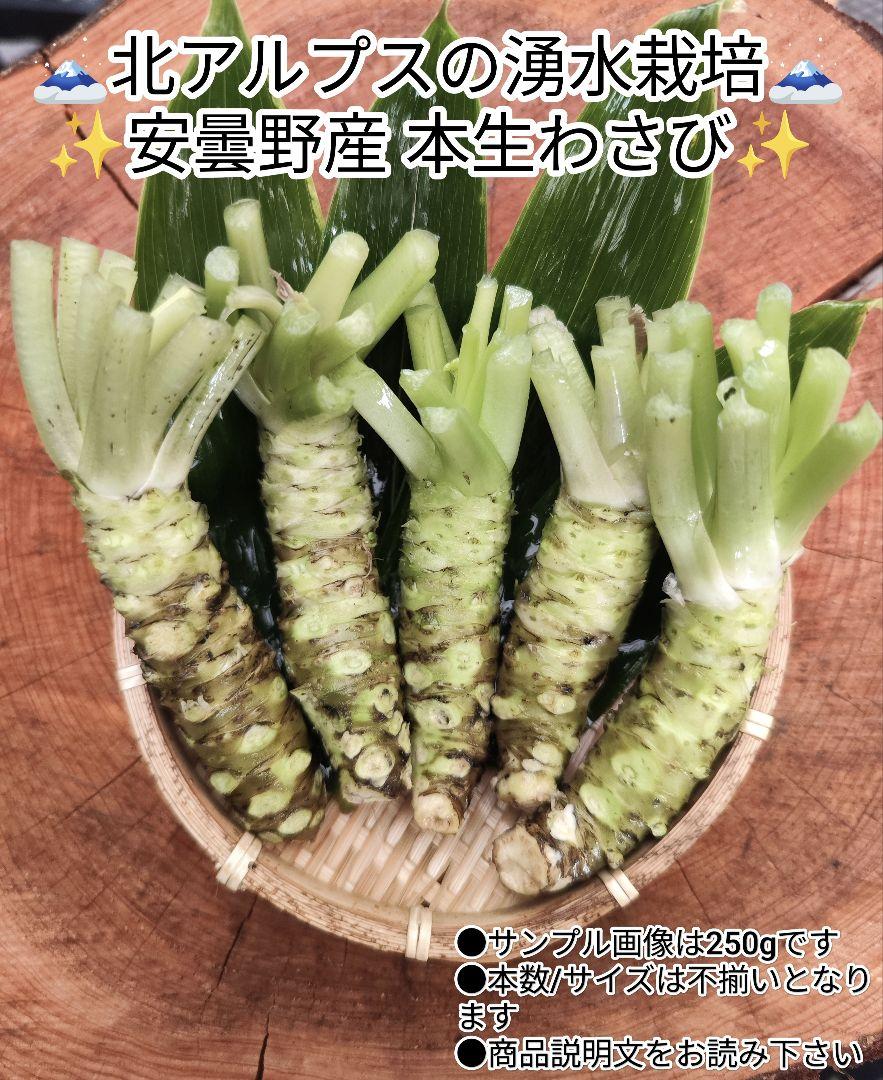 【クール便発送】200～220g範囲 茎付きわさび 信州 安曇野市産 生沢わさび