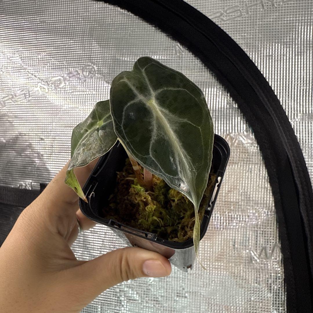 アロカシア ヴェノム Alocasia 'Venom' 管理番号s10 アロカシア ヴェノム Alocasia 'Venom' 管理番号s15 - メルカリ