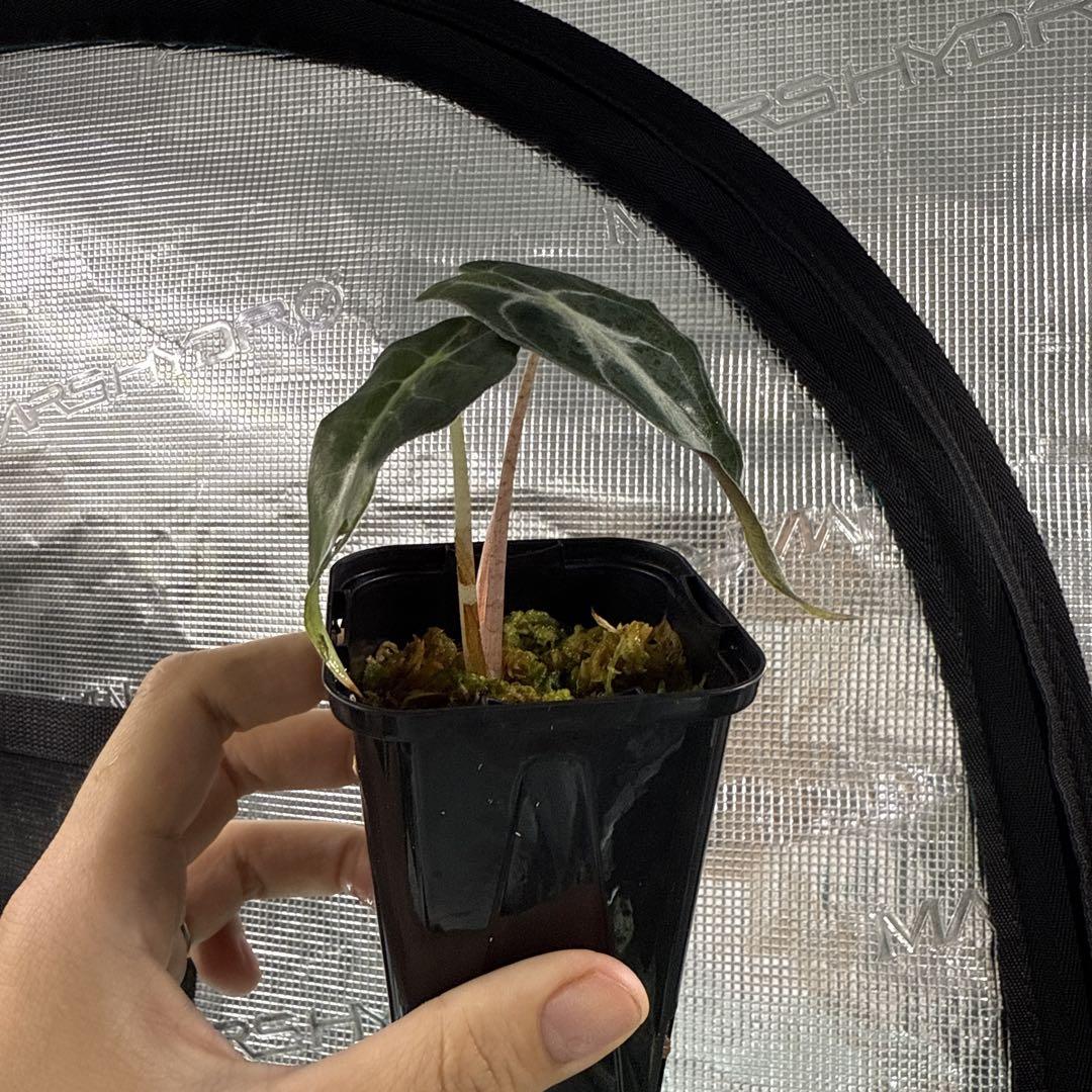 アロカシア ヴェノム Alocasia 'Venom' 管理番号s10 アロカシア ヴェノム Alocasia 'Venom' 管理番号s15 - メルカリ